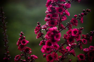 Close-up of pink cherry blossoms in spring
