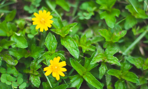 Close-up of yellow flowering plant