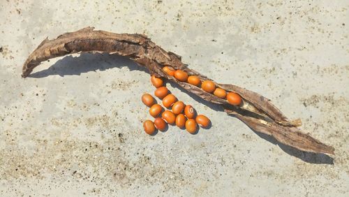 High angle view of orange berries on land