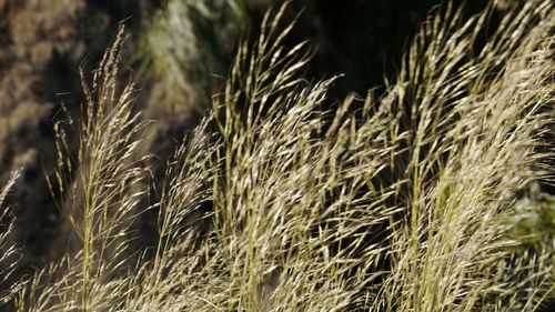 Close-up of wheat field