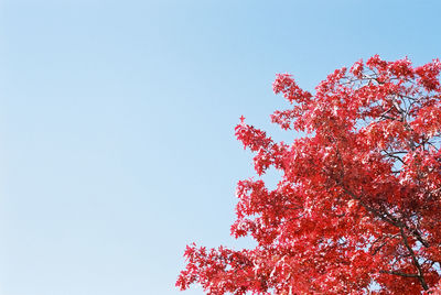 Low angle view of trees against clear sky