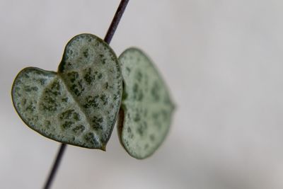 Close-up of heart shape over white background