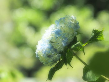 Close-up of flowering plant