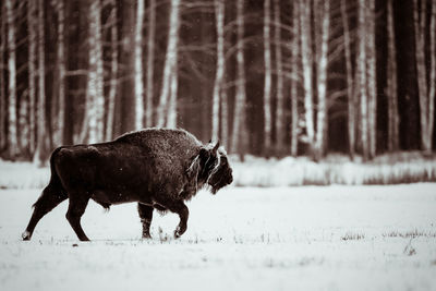 Isolated european bison wandering on a field