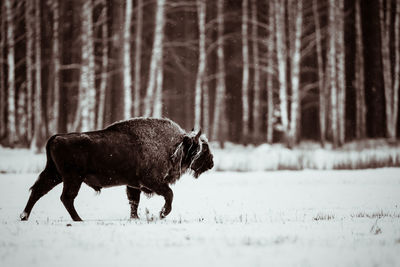 Black dog on snow covered field