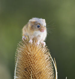 Harvest mouse on teasel head looking slightly right of camera.