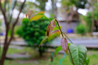 Close-up of butterfly on plant