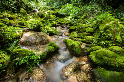 Stream flowing through rocks in forest