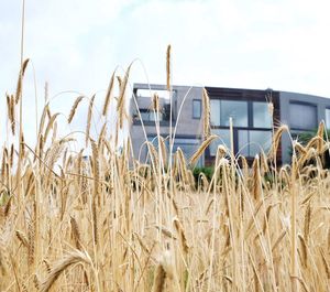 Crop in field