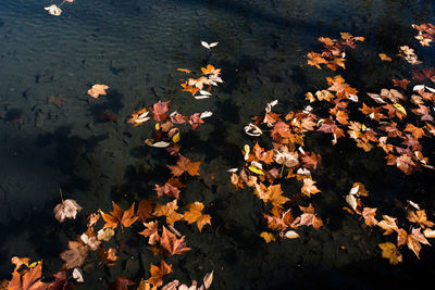 High angle view of leaves floating on water