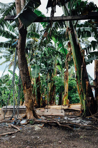 Built structure with trees in background