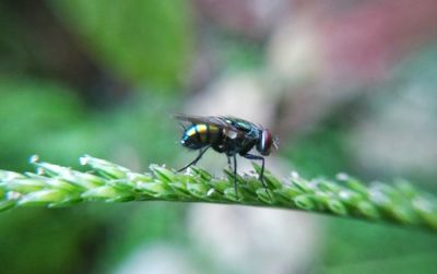 Close-up of fly on leaf