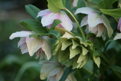 Close-up of pink flowers