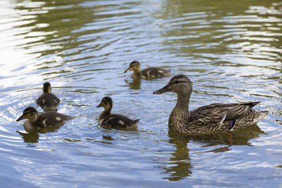 Ducks in a lake