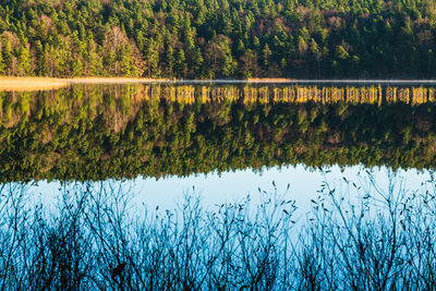 A tranquil day in the forest, a lake mirroring lush vegetation and reflecting sunlight off reeds