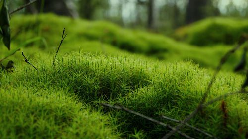 Close-up of grassy field