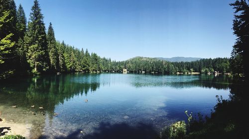 Scenic view of lake in forest against clear blue sky