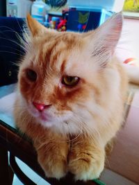 Close-up portrait of a cat