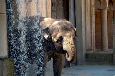 Close-up of elephant in water