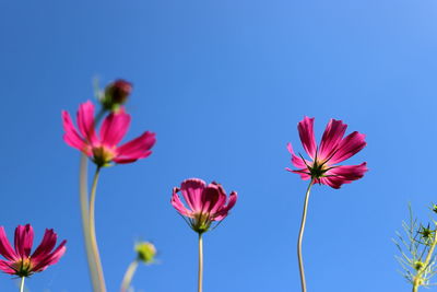 Close-up of pink flowering plants against blue sky