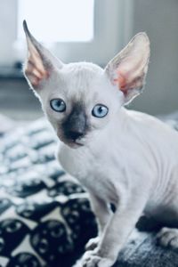 Close-up portrait of a cat