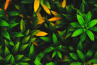 High angle view of plants growing on field