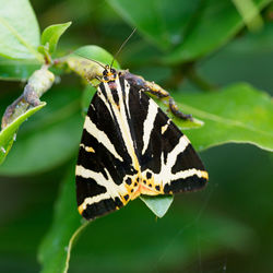 Jersey tiger moth