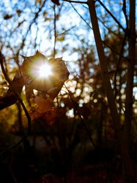 Low angle view of trees against sunlight