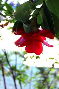 Close-up of red flowers