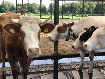 Cows standing in pen