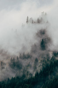 Scenic view of forest against sky