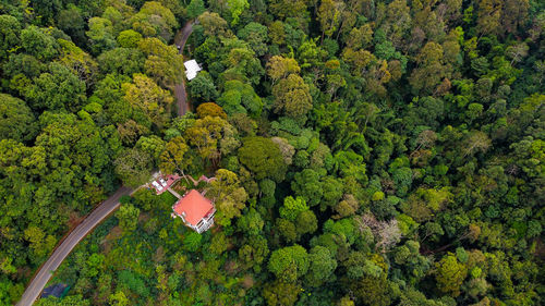 High angle view of flowering plants by trees in forest