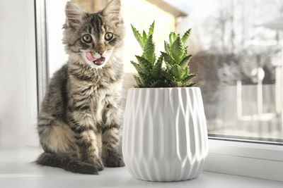 Close-up of cat sitting on table