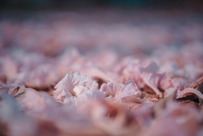 Close-up of pink flowering plants
