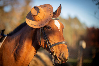 Close-up portrait of a horse wear stylish hat