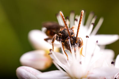 Close-up of wild bee on flower