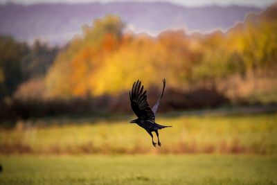 Bird flying over a field