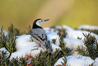 Close-up of bird perching on snow