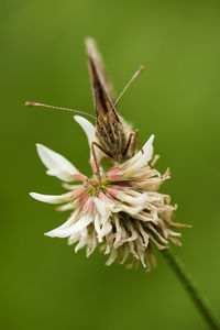 Close-up of butterfly pollinating on flower