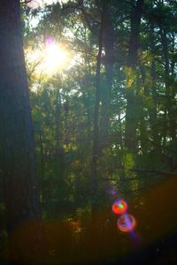 Sun shining through trees in forest