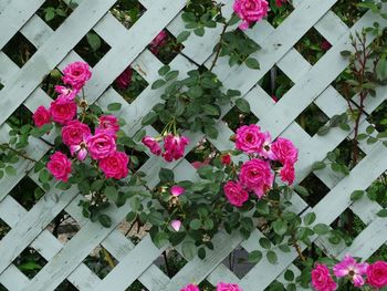 Close-up of pink flowers
