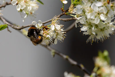 Close-up of bee on cherry blossom