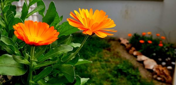 Close-up of orange flowering plant