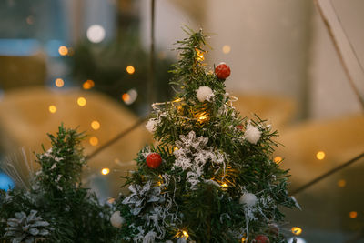 Close-up of christmas tree