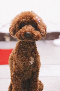 Close-up portrait of cute dog