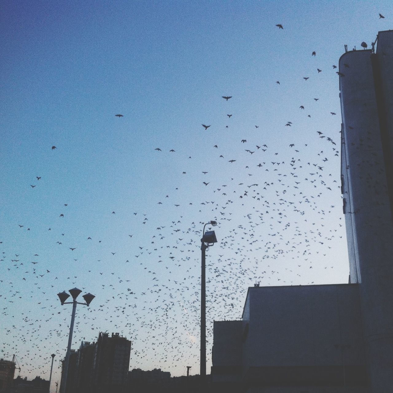 bird, low angle view, building exterior, architecture, built structure, silhouette, flying, animals in the wild, sky, animal themes, street light, city, flock of birds, wildlife, building, clear sky, dusk, outdoors, no people