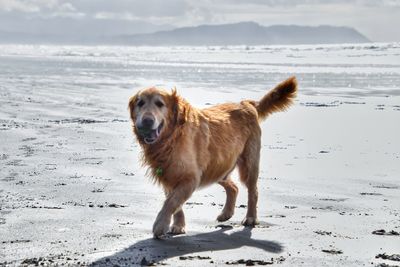 Dog standing on beach