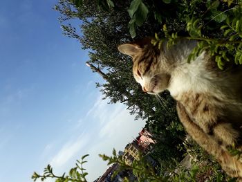 Cat looking away against sky