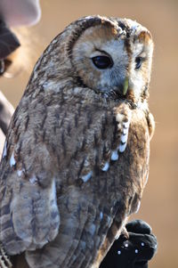 Close-up of owl perching outdoors