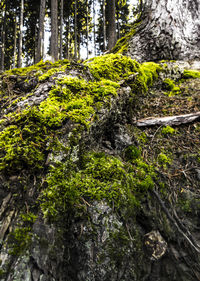 Close-up of moss growing on tree trunk in forest